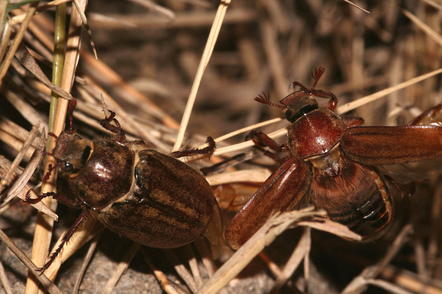 L''Anoxia matutinalis e l''imperativo categorico esistenziale